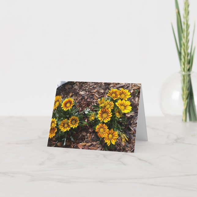 Gelbe Gazanias-Blume auf einer weißen Notenkarte Karte (Vorderseite)