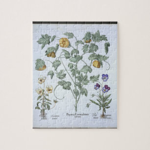 Gelbe gehörnte Mohnblume, vom 'Hortus Eystettensi