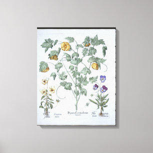 Gelbe gehörnte Mohnblume, vom 'Hortus Eystettensi Leinwanddruck