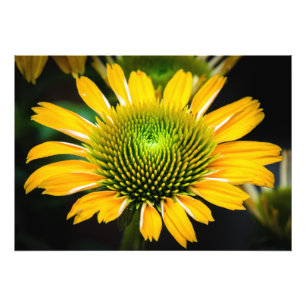 Gelbe Gelbblume Fotodruck