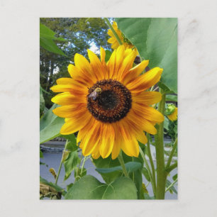 Gelbe Gelbblume mit Postkarte