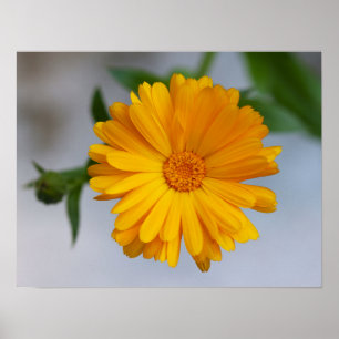 Gelbe Gerbera-Gänseblümchen-Wildblume Poster