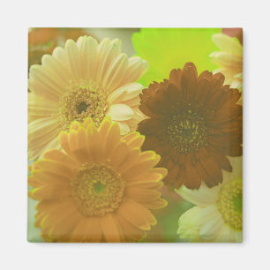 Gelbe Gerbera-Margeriten-Blumen-Kühlschrankmagnete Magnet