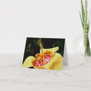Gelbe getüpfelte Lilienblüten-Fotografie