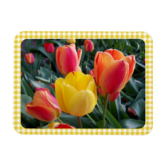 Gelbe Gingham-Karotulpen Gartenfoto Magnet (Horizontal)