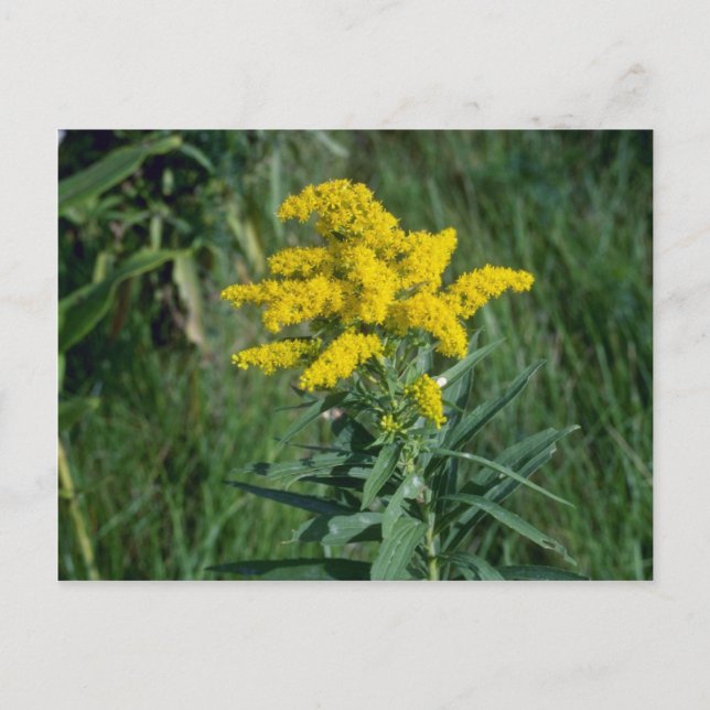 Gelbe Goldenrod (Solidago Sp.) Blume Postkarte (Vorderseite)