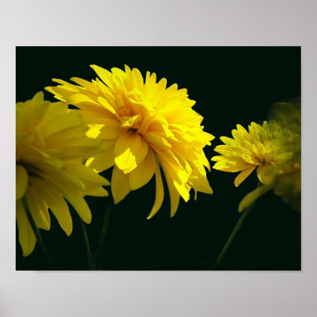 Gelbe Goldquell-Blume im Sonnenschein Poster (Vorne)