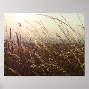 Gelbe Grasfelder Natur Poster Papier (Matt)
