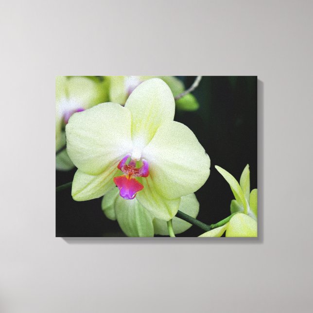 Gelbe grüne Orchidee Leinwanddruck (Vorderseite)