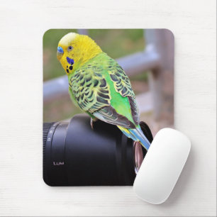 Gelbe, grüne und blaue Exotische Vögel auf den Kam Mousepad