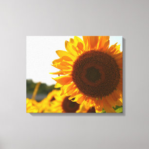Gelbe Hardy Sonnenblume Beste Sonnenblumenfotos Leinwanddruck