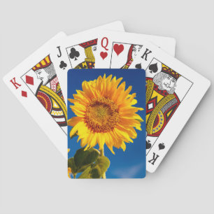 Gelbe Hardy Sonnenblume Bestes Sonnenblumen Foto Spielkarten
