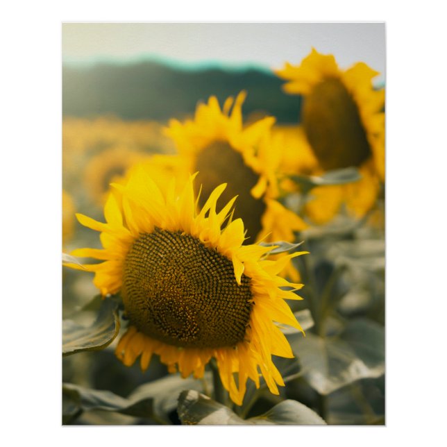 Gelbe Hardy Sonnenblume Kunst, Dichtung und Musik Poster (Vorderseite)