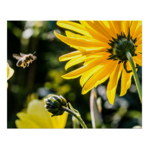 Gelbe Hardy Sonnenblume Kunst, Dichtung und Musik Poster