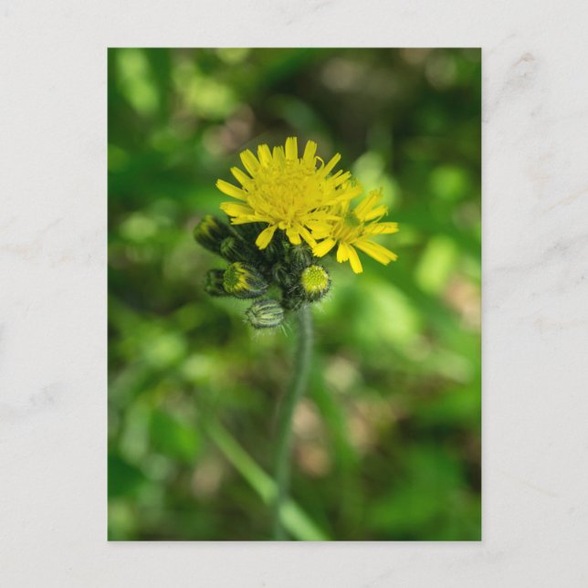 Gelbe Hawkweed-Wildblume Postkarte (Vorderseite)