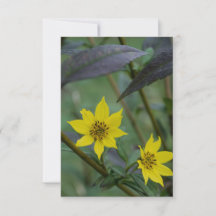 Gelbe Herbstblume