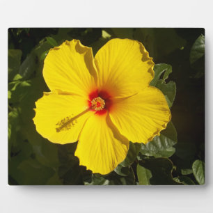 Gelbe Hibiskus Blume Fotoplatte