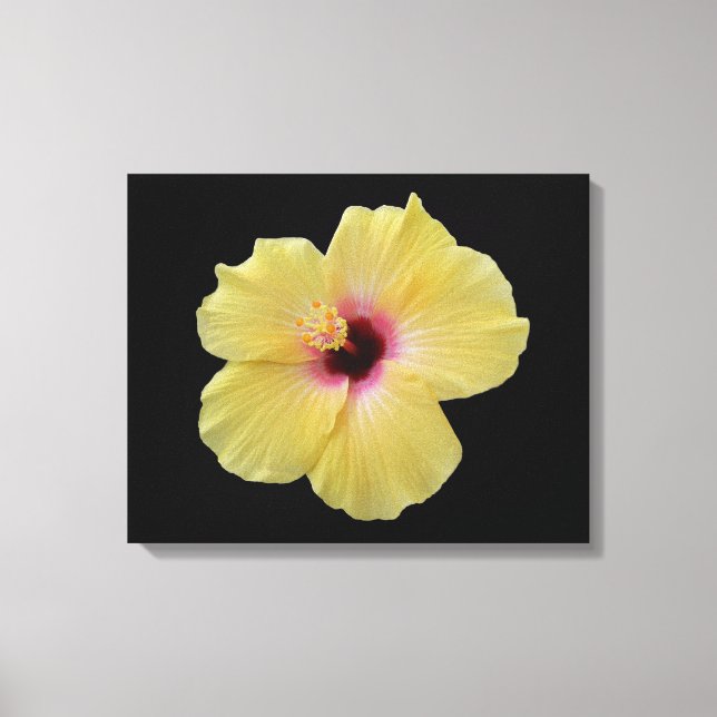 Gelbe Hibiskus Blume gezackte Canvas Leinwanddruck (Vorderseite)