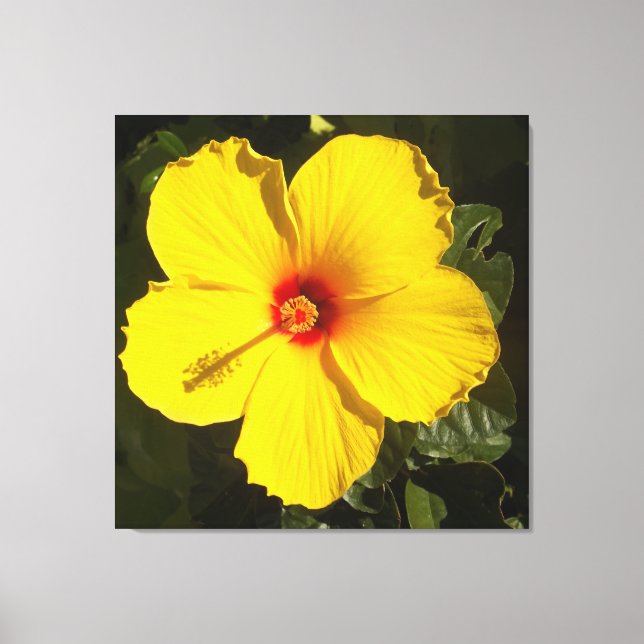 Gelbe Hibiskus Blume Leinwanddruck (Vorderseite)