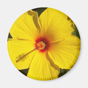 Gelbe Hibiskus Blume Magnet