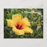 Gelbe Hibiskus Blume | Postkarte