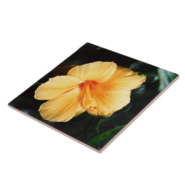 Gelbe Hibiskus-Blumen-Fliese Fliese (Seite)