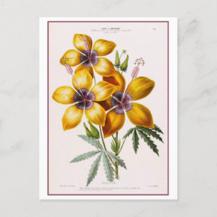 Gelbe Hibiskusblüte Botanische Zeichnung Postkarte