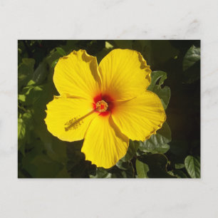 Gelbe Hibiskusblüte Postkarte