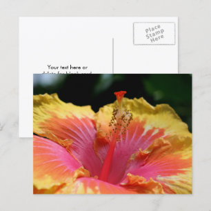 Gelbe Hibiskusblüten-Fotografie Postkarte