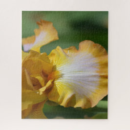 Gelbe Iris-Blume