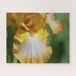 Gelbe Iris-Blume