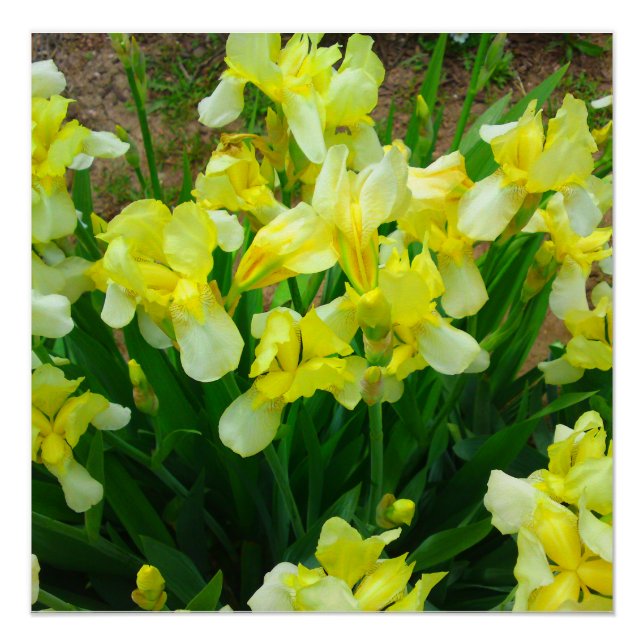 Gelbe Iris Blume Mix Perfektes Poster (Vorderseite)