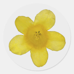 Gelbe Jasmin-Aufkleber Runder Aufkleber