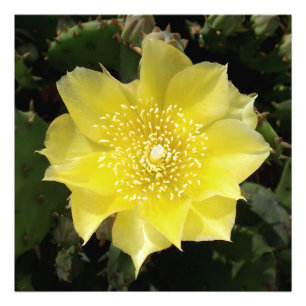 Gelbe Kakteen Blume Fotodruck