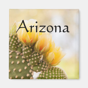 Gelbe Kakteen Blume während sie blühen, Arizona Magnet