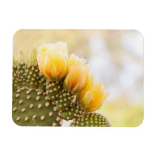 Gelbe Kakteen Blume während sie in Arizona blühen Magnet