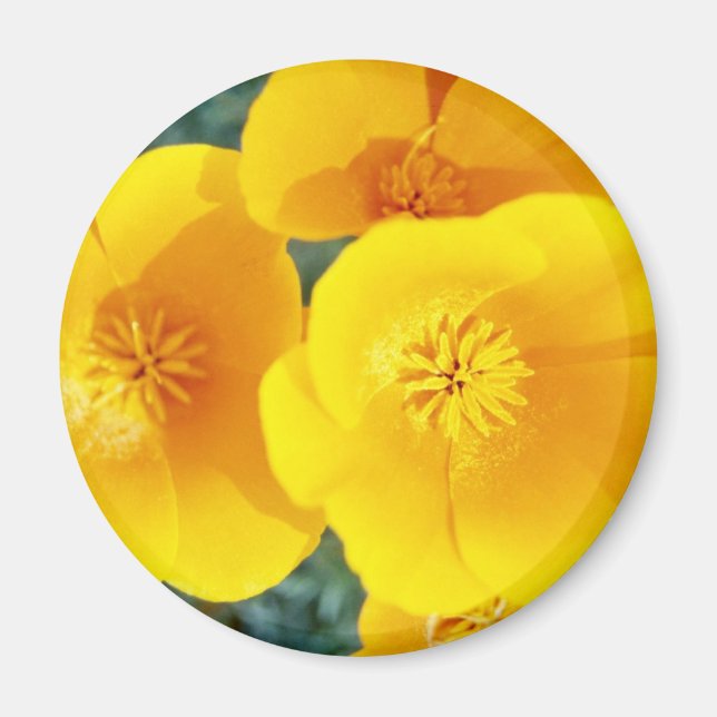 Gelbe kalifornische Pappkuchen in blühenden Blume Magnet (Vorne)