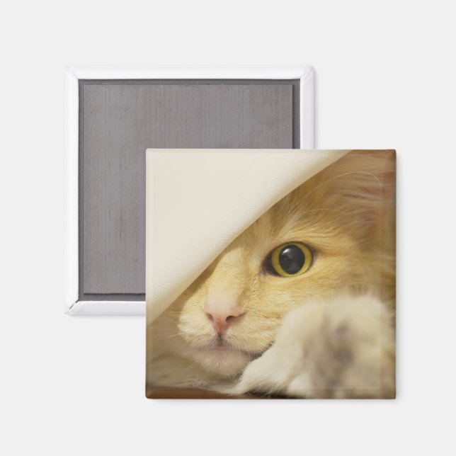Gelbe Katze Peekout Magnet (Vorderseite/Rückseite)