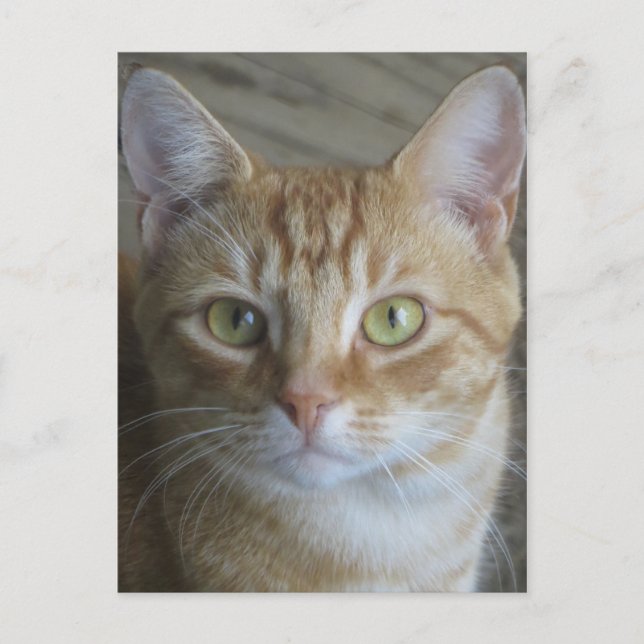 Gelbe Katze Postkarte (Vorderseite)
