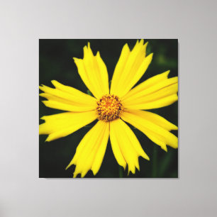 Gelbe Kosmos-Blume Nah-up Leinwanddruck