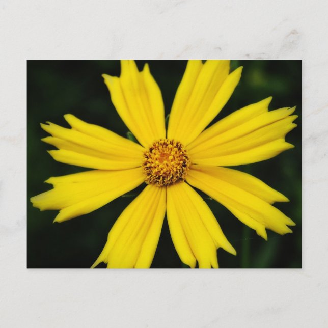 Gelbe Kosmos-Blume Nah-up Postkarte (Vorderseite)