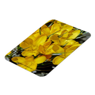 Gelbe Krokusblüten Magnet