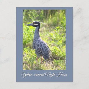 Gelbe Krone Nachtheron Postkarte