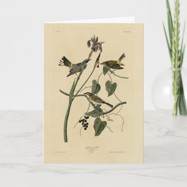 Gelbe Krone Warbler - Audubons Vögel in Amerika Karte (Vorderseite)