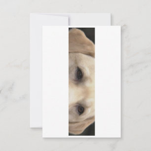 gelbe Labrador Augen Dankeskarte
