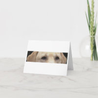 Gelbe Labrador Eyes