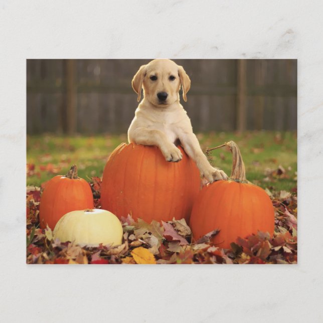gelbe Labrador im Herbst Postkarte (Vorderseite)