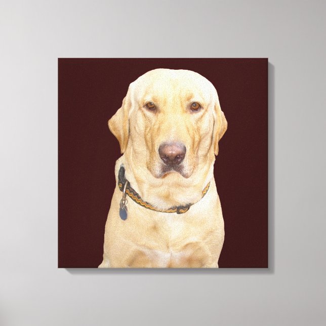 Gelbe Labrador Leinwanddruck (Vorderseite)