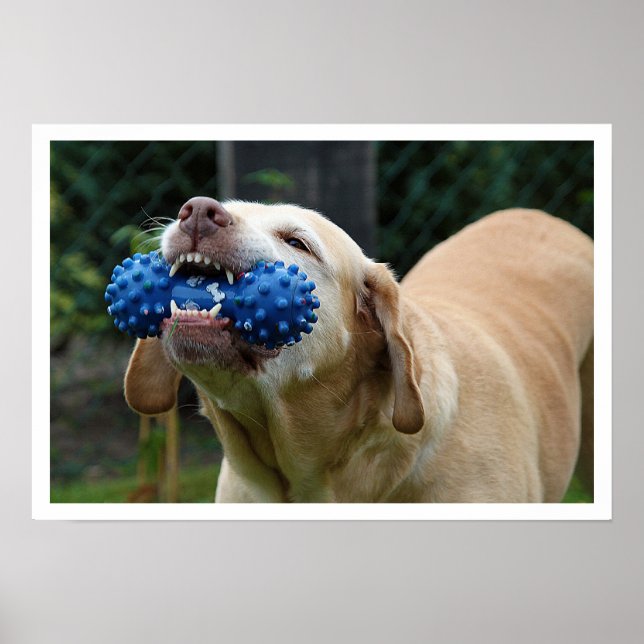 Gelbe Labrador mit Spielzeug Poster (Vorne)