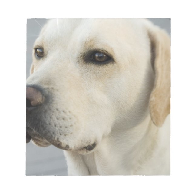 Gelbe Labrador Notepad Notizblock (Vorderseite)